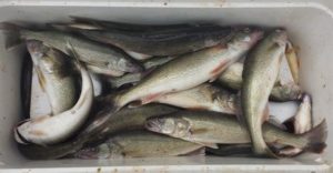 Read more about the article Banner hatch in 2015 for Lake Erie Walleye & Perch
