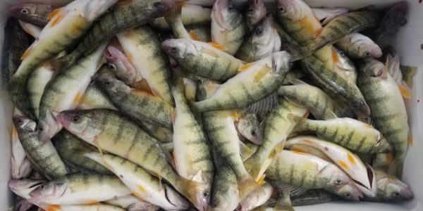 Full Cooler of Yellow Perch